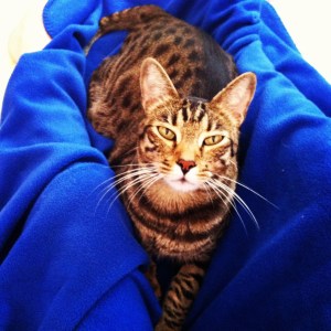 Elizabeth Blue's cat, Blue