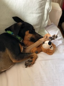 Gracie, Lucia Maya, Elizabeth Blue, Maui, 